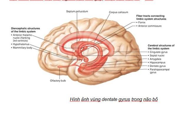 Hình ảnh vùng dentate gyrus trong não bộ.