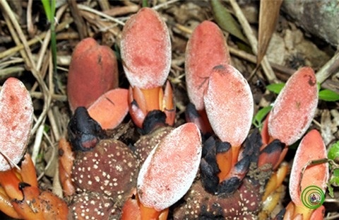 Su that ve loai nam 'tan cua nat nha' hinh anh