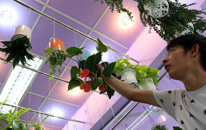 Kha len nho nuoi trong hang doc: ​3up va hoa treo nguoc hinh anh