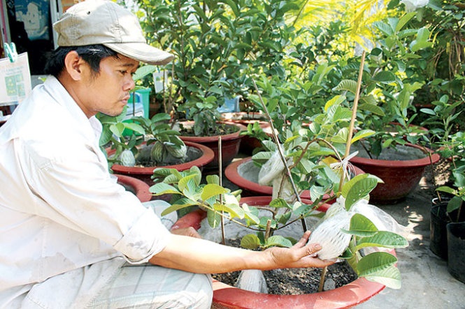 Chọn mua ổi trồng trong chậu.