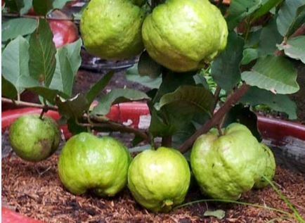 Kha len nho nuoi trong 'hang doc': Dua cay an trai vao chau hinh anh