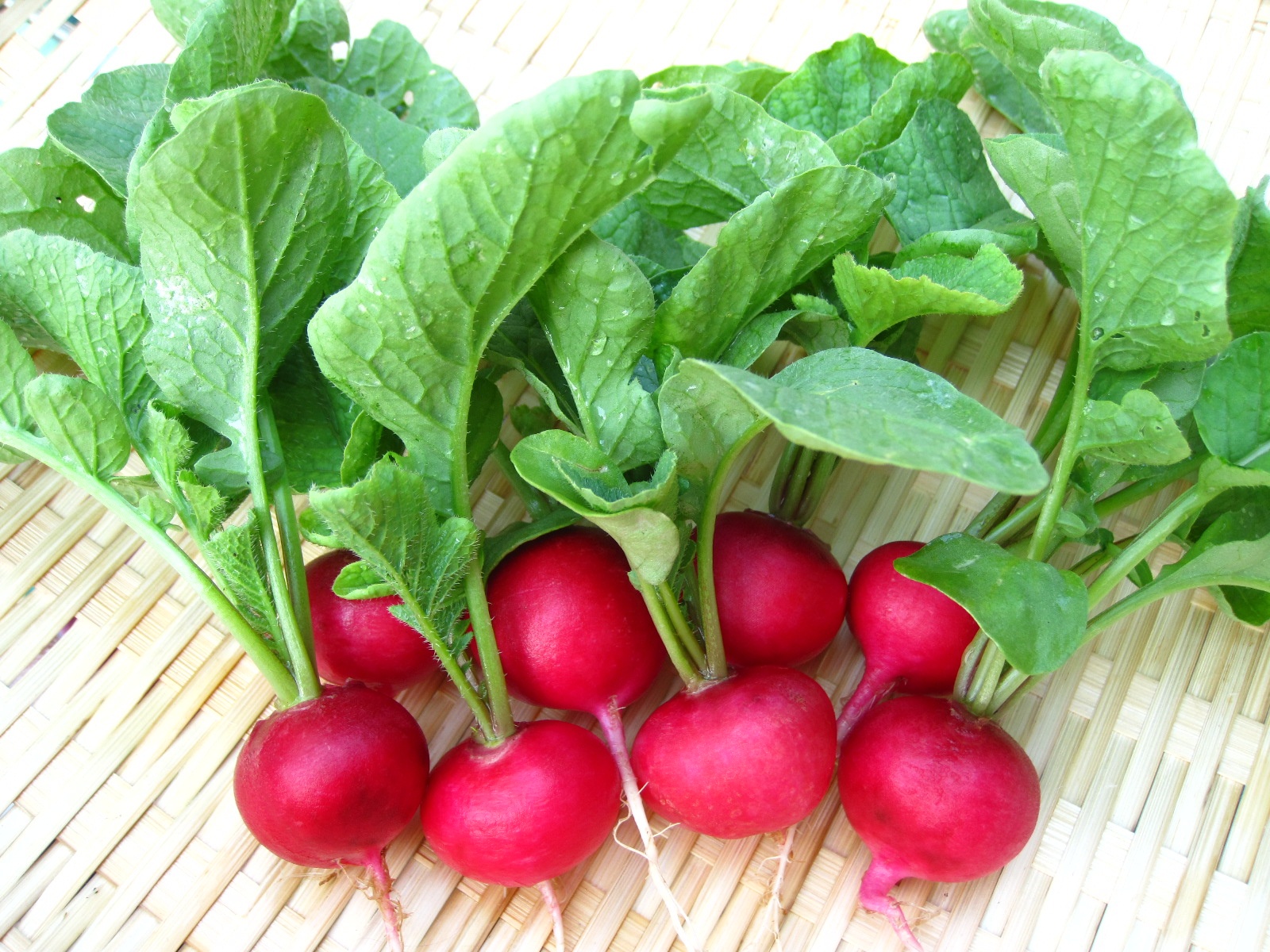 Lượng chất xơ giàu có trong củ cải giúp cho các chất thải tống ra khỏi ruột dễ dàng hơn.
