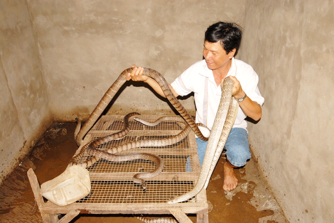 Kiem tien voi nghe dang so: Nuoi ran trong nha hinh anh