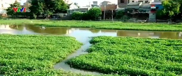 Rau muong, ca ro phi song Nhue nhiem kim loai nang hinh anh