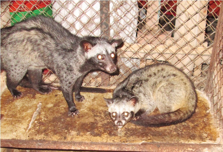 Chon muop gia 2 trieu dong/con ban chay o mien Tay hinh anh