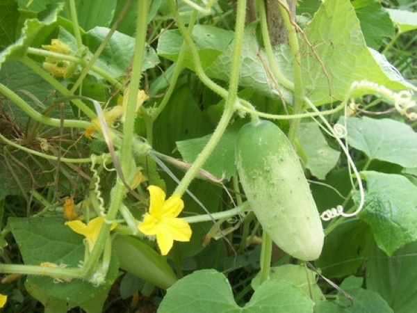 Từ nhiều thế kỷ trước, bắt nguồn từ Châu Âu, dưa chuột đã được sử dụng như cách chống đói vào các bữa ăn nhẹ, tránh nạn béo phì ở con người.  