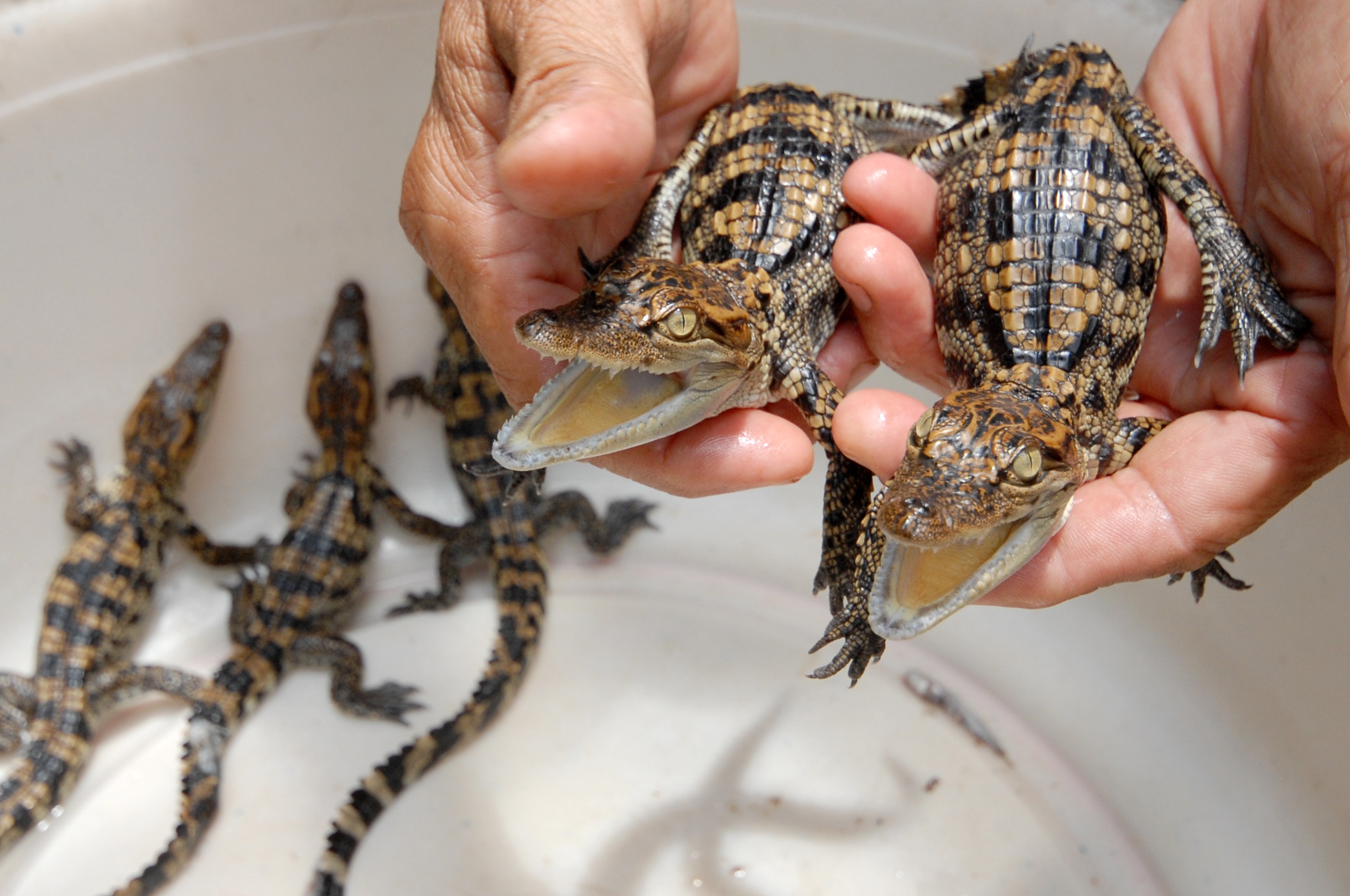 Kiem tien voi nghe dang so: Danh cuoc may rui cung ca sau hinh anh