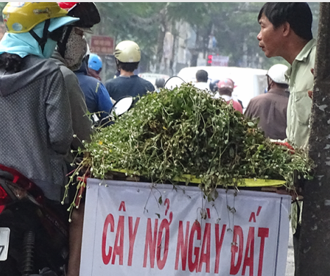 Thuc hu 'than duoc' chua benh gout, tieu duong hinh anh