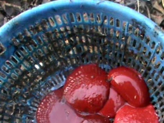 Doi luc nhuc o lo giet mo ga chui ngay tai cho hinh anh