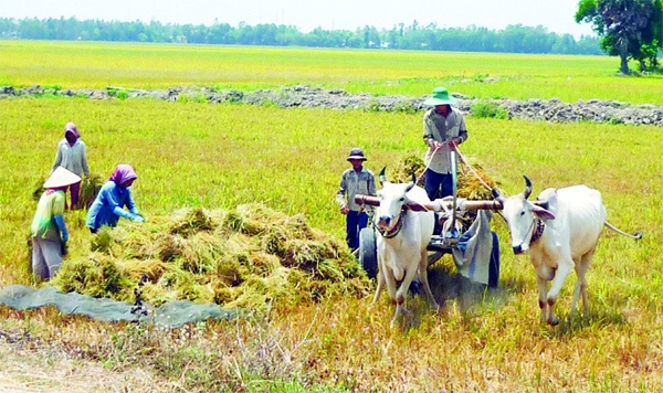 Viet Nam ton tram trieu do mua hat giong hinh anh