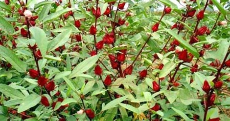 Hoa atiso đỏ rất giàu dinh dưỡng. Hình minh họa.