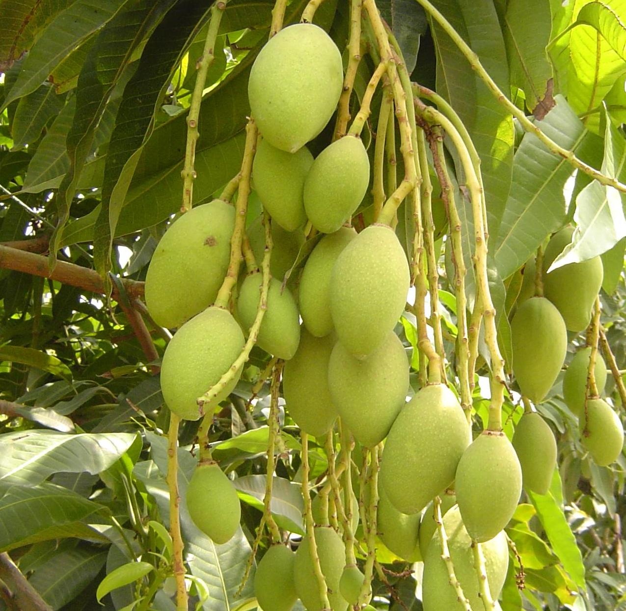 Xoài rất có ích đối với trẻ em thiếu tập trung trong học tập vì nó chứa acid glutamin – rất tốt trong việc tăng cường trí nhớ và giúp cho các tế bào trong cơ thể hoạt động tốt.