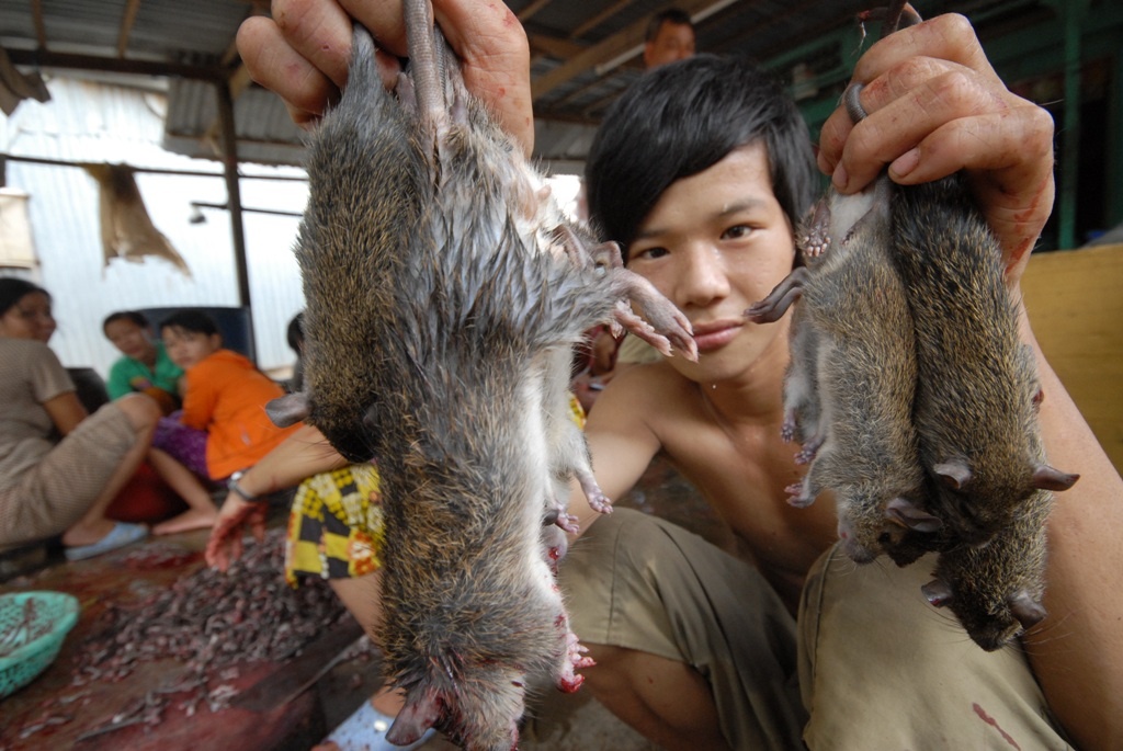 Chuot mien Tay tu dong ruong thanh dac san nhu the nao? hinh anh