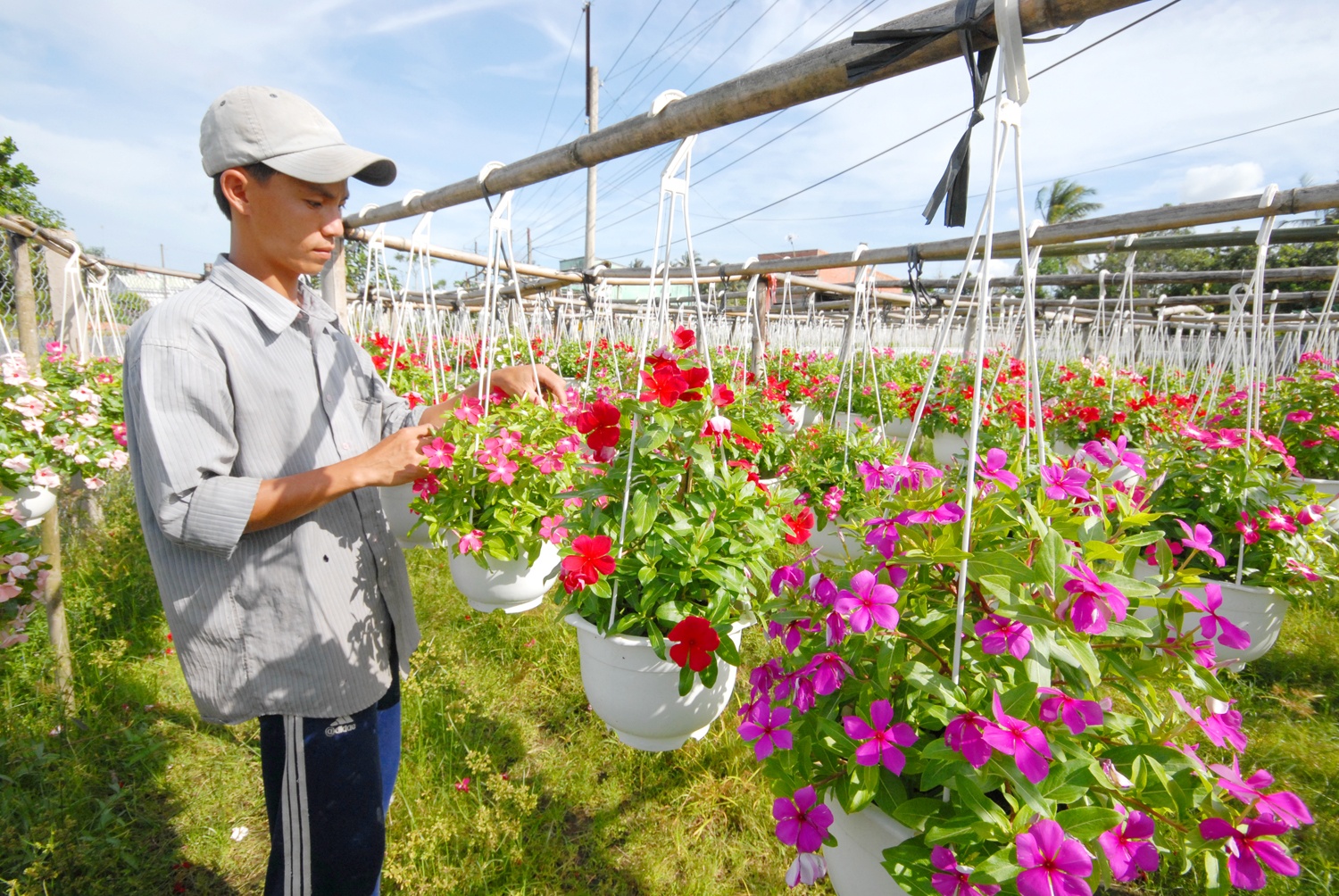 2 vua hoa kieng lon nhat mien Tay chay dua vao vu Tet hinh anh