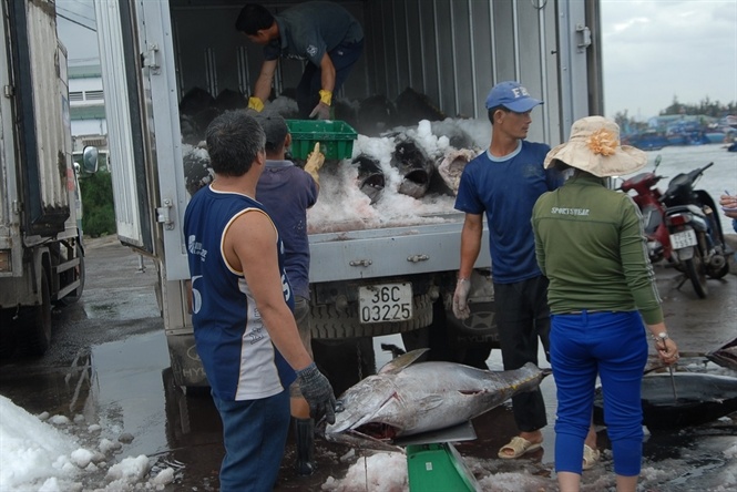 Hoạt động thu mua cá ngừ đại dương tại Cảng cá Quy Nhơn... Đọc thêm tại: http://nongnghiep.vn/mo-rong-thi-truong-tieu-thu-ca-ngu-dai-duong-post135755.html | NongNghiep.vn