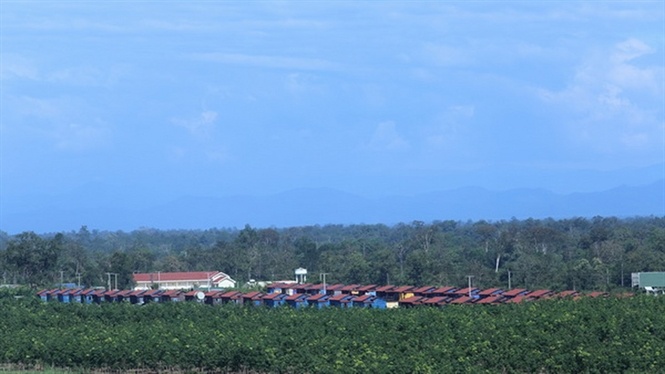 Làng tái định cư tại cụm công nghiệp sản xuất mía đường Attapeu, Lào do Hoàng Anh Gia Lai xây dựng.