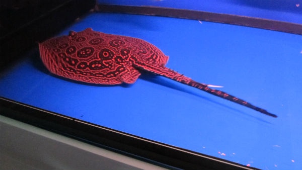 Choi sam canh bac ty: Lam tien, co 'gan' moi dam hinh anh