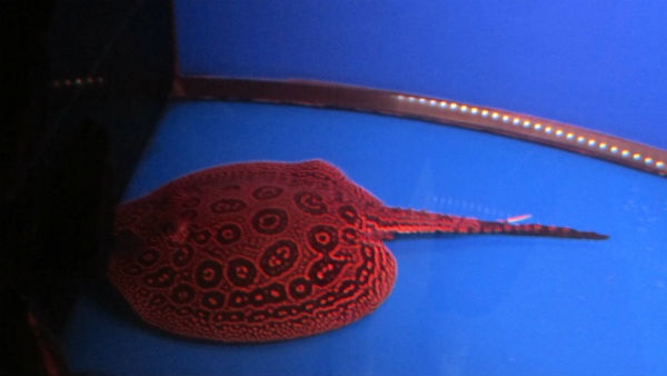 Chỉ cần một chút bất cẩn, người nuôi sẽ dễ mà dính nọc độc nguy hiểm từ cá sam.