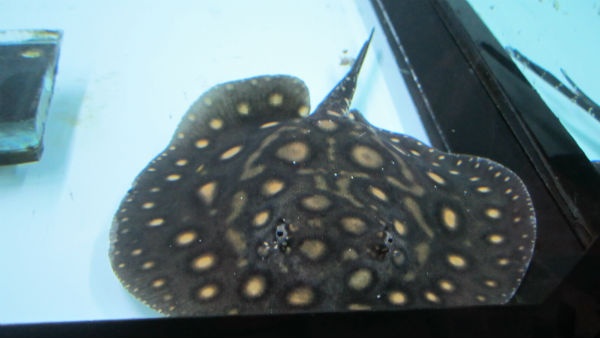 Sam cảnh tủy vào chủng loại, hình dáng, màu sắc...mà có nhiều mức giá khác nhau.