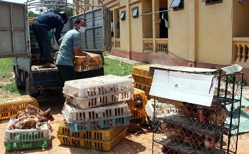 Gà thải loại Trung Quốc vẫn ngày đêm được nhập về VN.