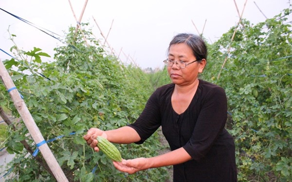 Chuyen 'ba Hong VietGAP' va 'vuon rau 4 tan' hinh anh