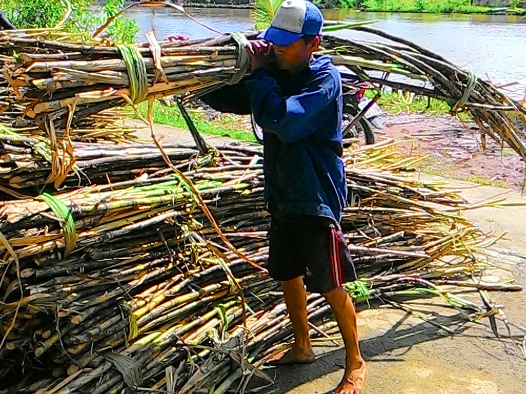 Mia 500 dong/kg, dan mien Tay pha rao trong lua, nuoi tom hinh anh