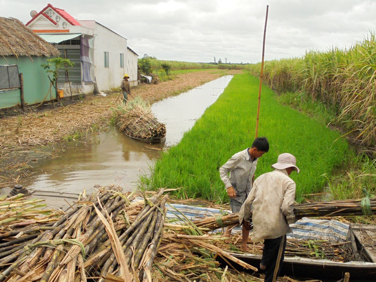 Người dân gấp rút thu hoạch mía để chuyển đổi làm lúa tôm.
