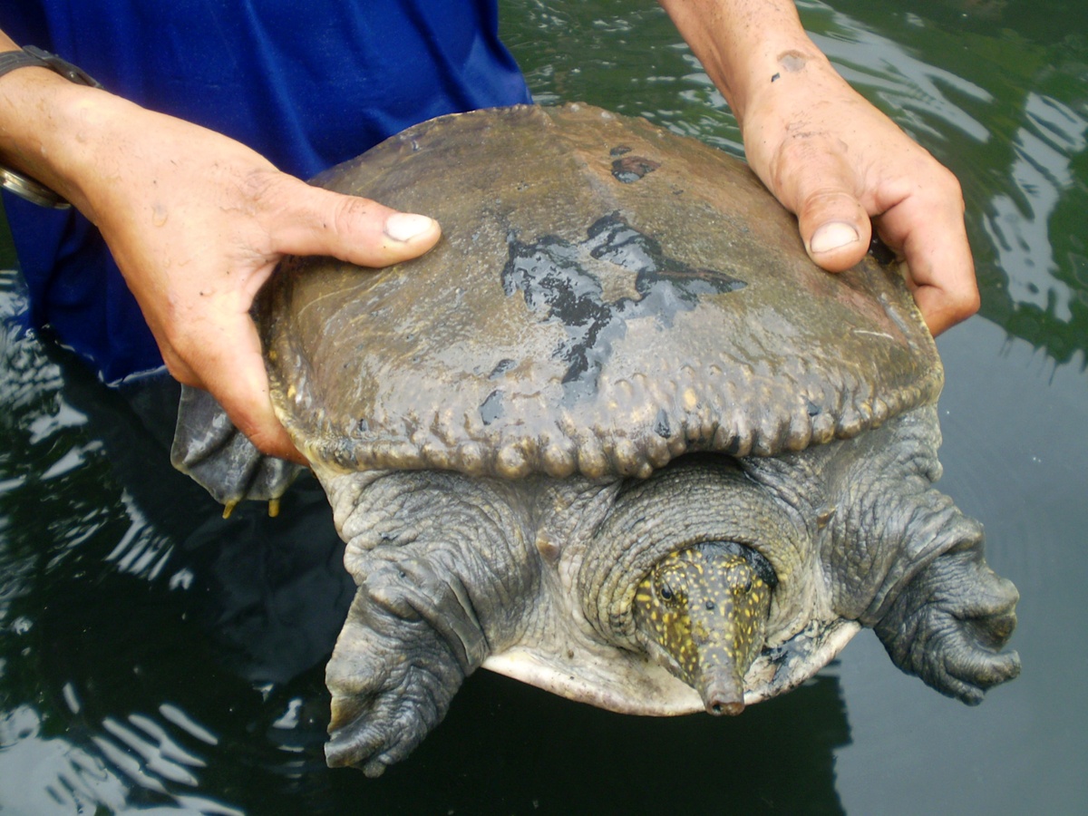 Ba mu cua dinh o mien Tay lam giau nhu the nao? hinh anh