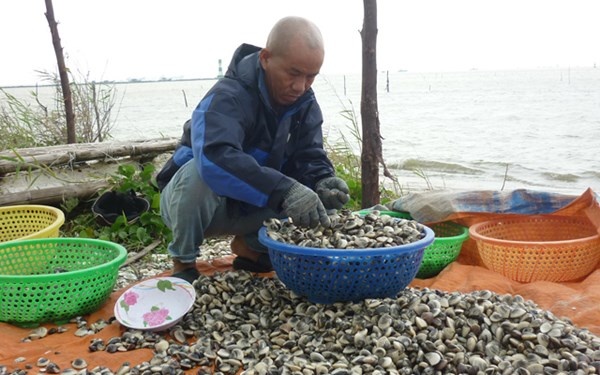 Bo nghe di bien, nuoi ngao thu loi tien ty moi nam hinh anh