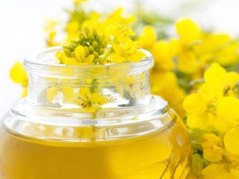 Dầu ăn chiết xuất từ cây cải dầu là một trong những loại dầu ăn tốt nhất. Hình minh họa.