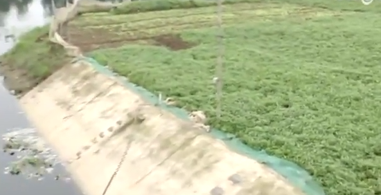 Cach nhan biet rau muong nhiem chi hinh anh