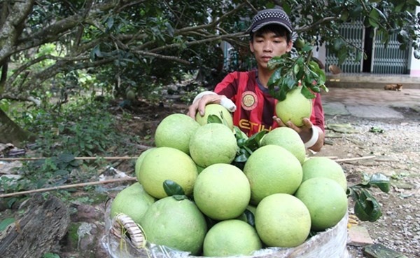 Buoi, dua hau, vu sua, sau rieng phuc vu Tet sut gia hinh anh