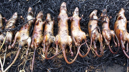 Cho chuot 'bat mo ngay' dau cao toc Cau Gie - Ninh Binh hinh anh