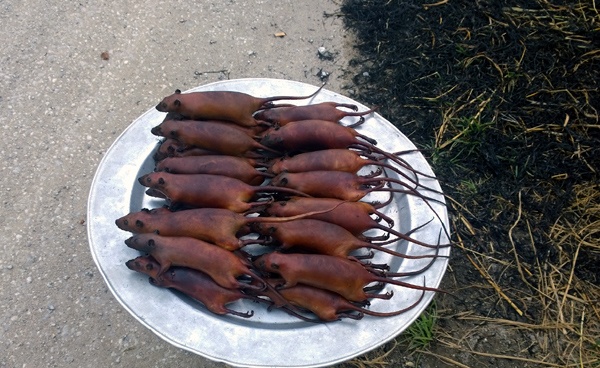 Chuột đồng sau khi được làm lông, hun khói sẽ được bán ngay ven đường cao tốc