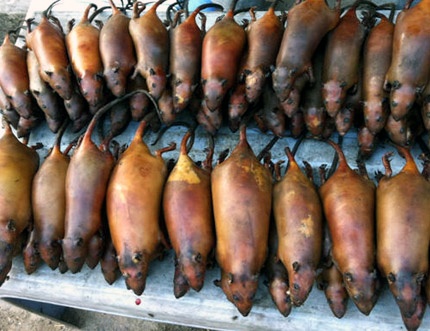 Anh Nghĩa kể, chuột làm sạch lông rồi thui nướng bằng rơm khô, sau đó xếp vào mâm để bán. Khi nào khách hỏi, chị cắt bụng bỏ phần nội tạng và phần bài tiết. Khách đến mua chỉ việc đem về rửa sạch rồi chế biến.