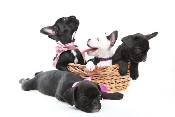 11. Nuôi thú cưng để kéo dài tuổi thọ 11,4 năm. Có một con chó hay mèo bên cạnh có thể làm giảm nguy cơ bệnh tim, đột quỵ và cơ thể phục hồi sau vết thương tốt hơn do khi nuôi chó mèo, bạn có thể phải dẫn nó ra ngoài đi dạo.