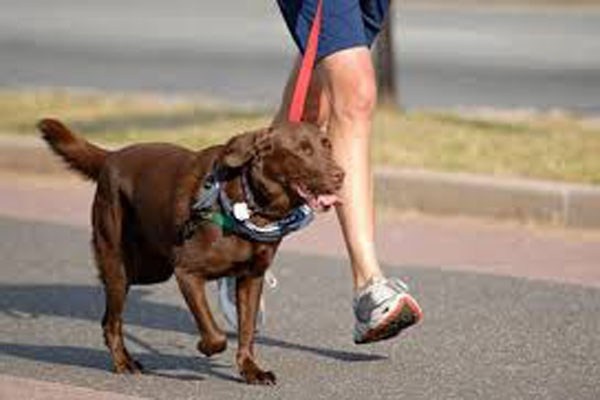 Bạn sẽ có cơ hội đi bộ tập thể dục, đón ánh sáng mặt trời. Hơn nữa, ở các nước phương Tây, chó được xem như là một người bạn để chủ nhân trút bầu tâm sự khi họ bực dọc, cô đơn. Điều này giảm không ít stress cho con người.