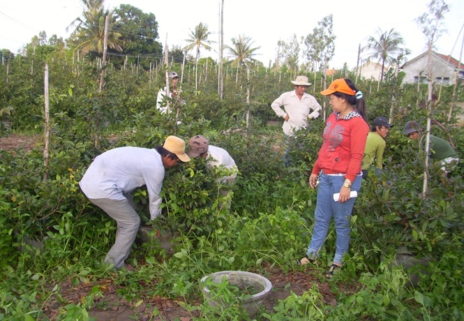 Mai, quat Tet xuat vuon som hinh anh