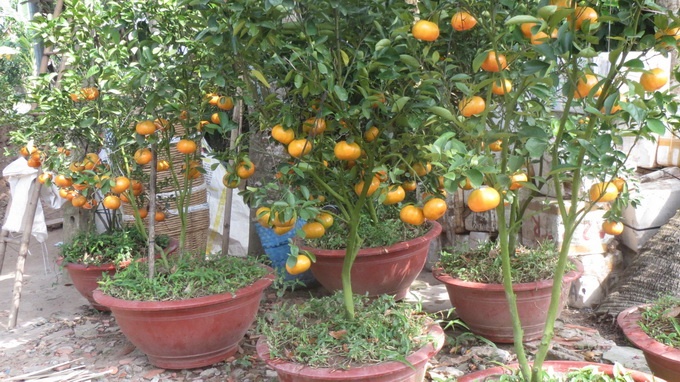 3 trieu dong mot chau quyt hong chung Tet hinh anh