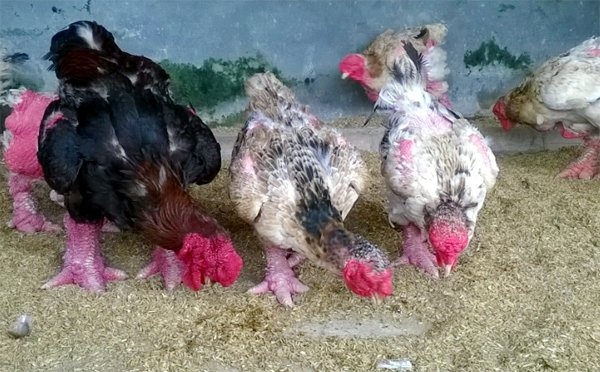 Có thể nói chưa có con gà Đông Tảo nào trong nước đẹp hơn.