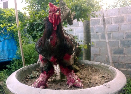 Ga dep nhat lang Dong Tao: Dau gia 5 trieu dong/kg khong ban hinh anh