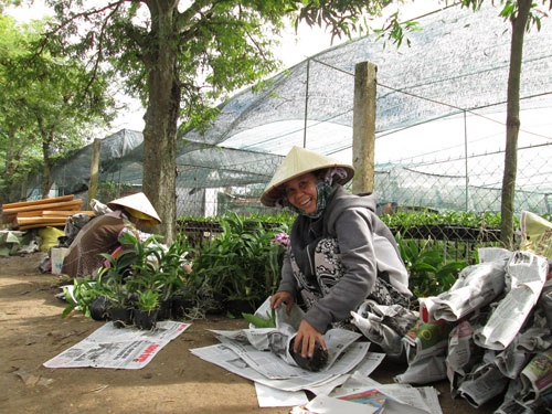 Lan choi Tet chay hang hinh anh