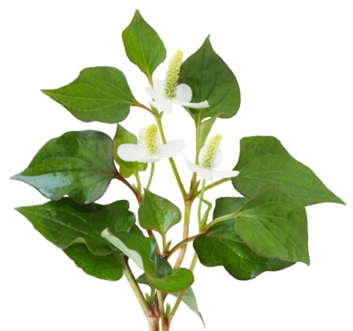 Trị mụn nhọt sưng đỏ (chưa có mủ): 12g diếp cá, rửa sạch, giã nát đắp vào mụn nhọt rồi băng lại. Ngày thực hiện 2 lần. Làm trong 3 ngày, mụn nhọt sẽ đỡ sưng đau nhanh chóng. Trị vú sưng đau do tắc sữa: 25g diếp cá khô, táo đỏ 10 quả. Sắc với 3 bát nước còn 1 bát, chia 2 lần uống trong ngày. Uống trong 3 – 5 ngày.