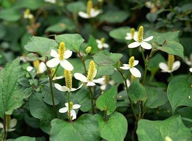 PGS. TS. Dương Trọng Hiếu, Phòng khám Đông Phương y quán, Hà Nội cho biết, theo Đông y diếp các có vị cay, tính hơi lạnh, giúp thanh nhiệt giải độc cho cơ thể, lợi tiểu, sát trùng. Chính vì vậy, trong các tài liệu y học cổ truyền cũng đã lưu lại nhiều tác dụng quý từ rau diếp cá.