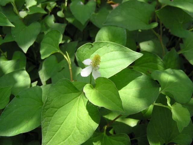 Chữa kinh nguyệt không đều: Diếp cá 40g, ngải cứu 30g,giã nhỏ lọc bằng nước sôi để nguội lấy một bát nước thuốc, cho bệnh nhân uống làm 2 lần trong ngày, uống liền 5 ngày, uống trước kỳ kinh 10 ngày.