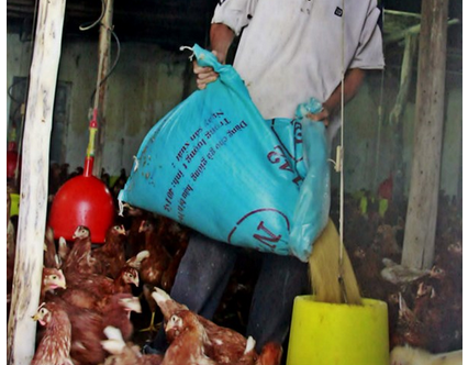 Nuoi ga xay nha nhu biet thu hinh anh