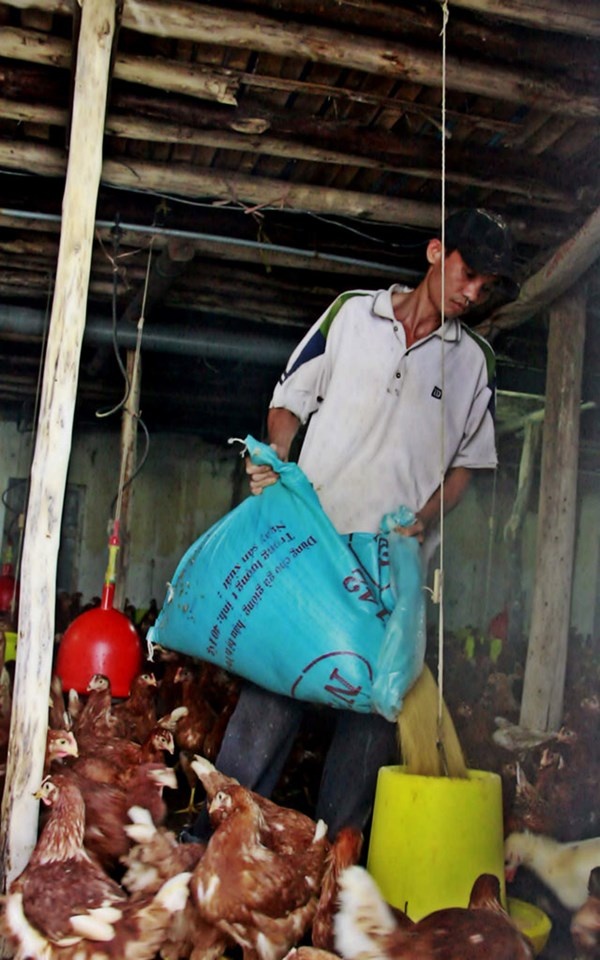 Hiện gia đình anh đang nuôi trên 3 vạn gà.