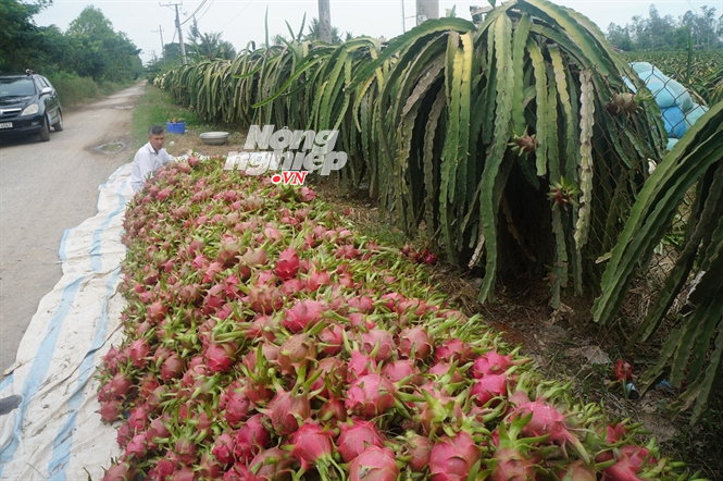 Cây thanh long mang lại giá trị cao.