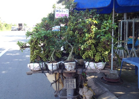 Canh giac voi cay sung gia hinh anh