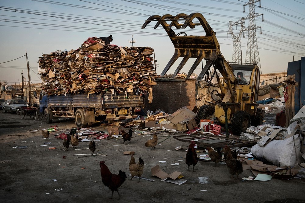 Những chú gà đi lại quanh làng Dong Xiao Kou trong khi một số nhân công chất bìa carton lên một xe tải để chở đi tái chế.